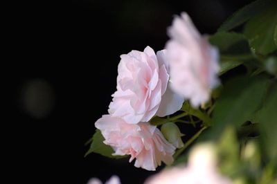 Close-up of pink flowers