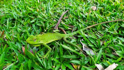 High angle view of green frog on field
