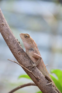 Close-up of lizard on tree branch