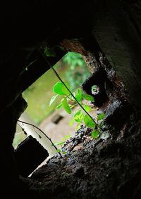 Close-up of insect on plant