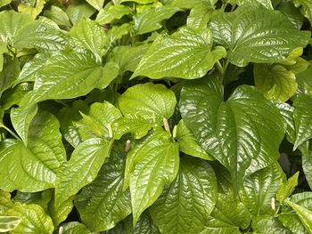 Full frame shot of green leaves