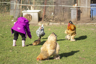 Blonde girl in wellies and hiking jacket, feeding a bearded dwarf hen from antwerp