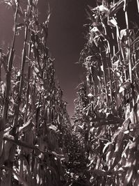 Low angle view of trees