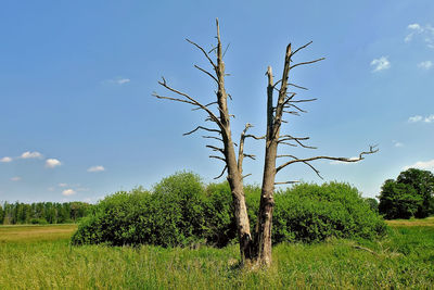 Tree on field against sky