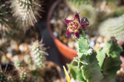 Close-up of red flowering plant