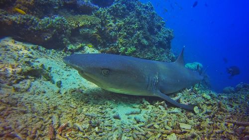 Fish swimming in sea