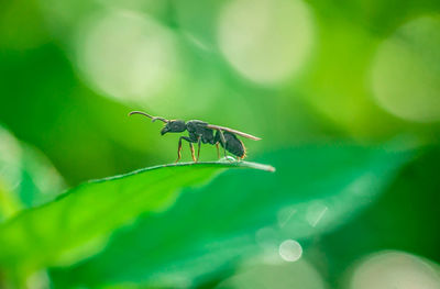 Close-up of insect on leaf