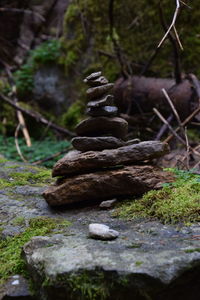 Stack of pine cone in forest