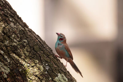 Close-up of bird perching on a tree