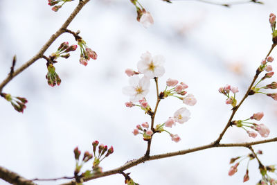 Close-up of apple blossoms in spring