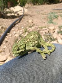 Close-up of lizard on hand