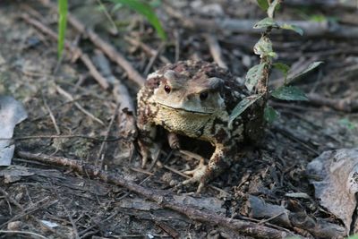 Close-up of frog on land