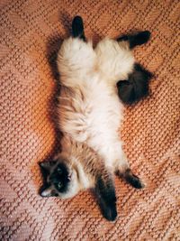 Close-up of a sleeping cat