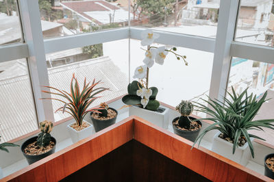 High angle view of potted plants on table at home