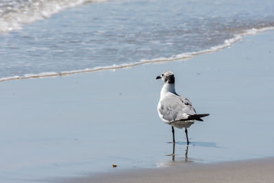 Bird perching on beach