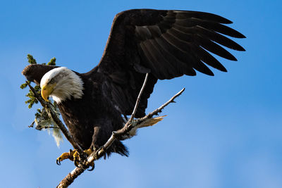 Low angle view of eagle flying against blue sky