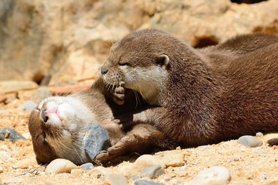 Close-up of sea lions relaxing on beach