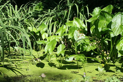 Plants growing on tree