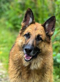 Close-up portrait of dog