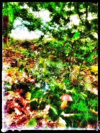 Digital composite image of trees and plants