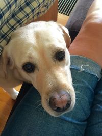 Close-up high angle view of a dog