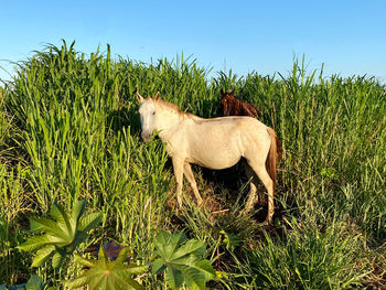 grass