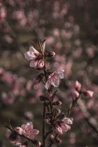 Close-up of pink cherry blossoms