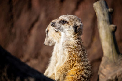 Close-up of meerkat 