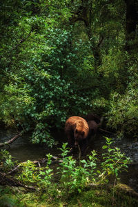 Bear with cubs on stream against trees at forest