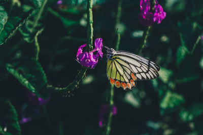 Butterfly on purple flower