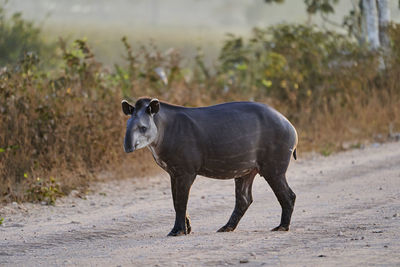 South american tapir, tapirus terrestris, also called brazilian, amazonian, maned, or lowland tapir. 