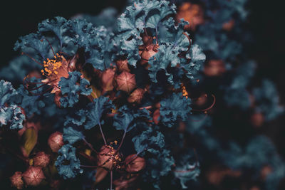 Close-up of flowering plant