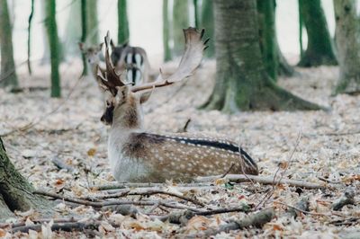 Deer in a forest