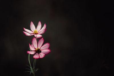 Close-up of pink flowers against black background