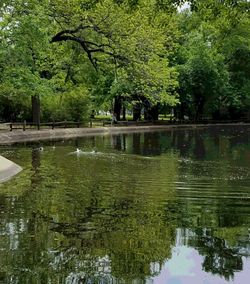 Reflection of trees in lake