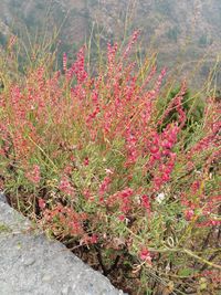 High angle view of pink flowering plants on land