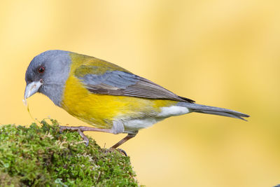 Close-up of bird perching