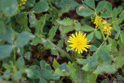 Close-up of yellow flowers on plant