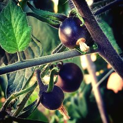 Black tomatoes growing in farm