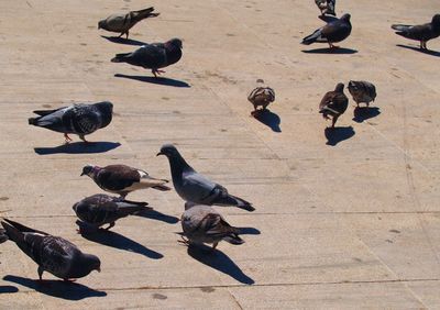 High angle view of birds flying