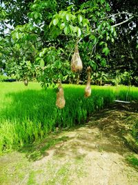 View of trees on field