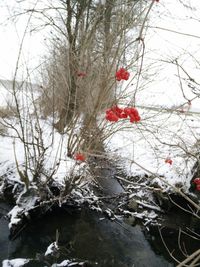 Close-up of plants with reflection of trees in water