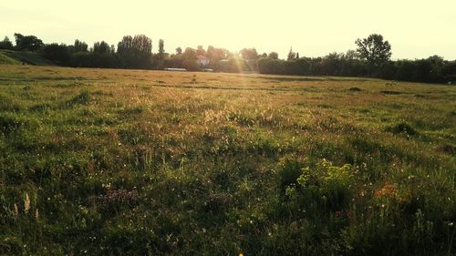 Scenic view of grassy field