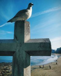 Low angle view of seagull perching on wall against sky