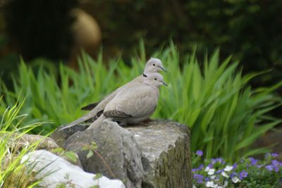 Close-up of bird perching on a plant