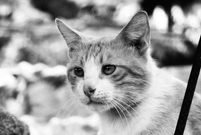 Close-up portrait of cat