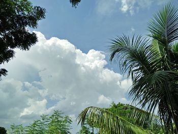 Low angle view of palm trees against sky