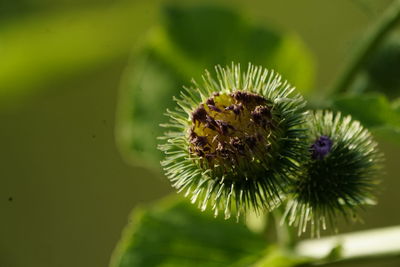 Close-up of green plant