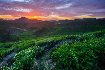 Scenic view of agricultural field against sky during sunset