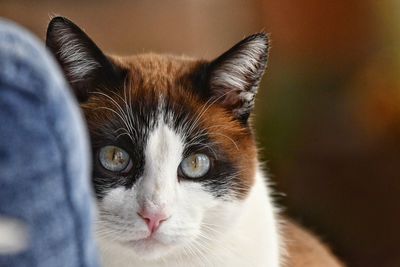 Close-up portrait of cat